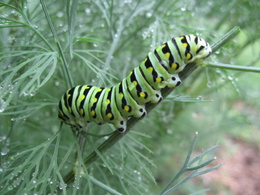 Black Swallowtail caterpillar.