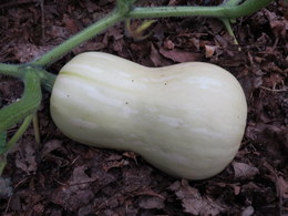 butternutsquash8738.JPG