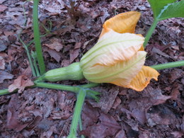 butternutsquash8739.JPG