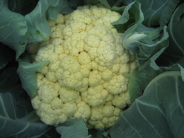 Cauliflower