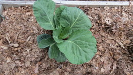 Collards