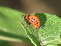 Colorado Potato Beetle Larva