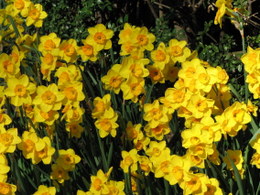 Daffodil Golden Dawn
