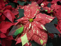 Poinsettia