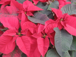 Poinsettia