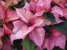 Poinsettia