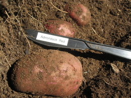 Adirondack Red Potato