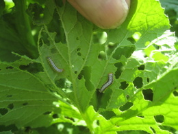 Cross-Striped Cabbage Worm