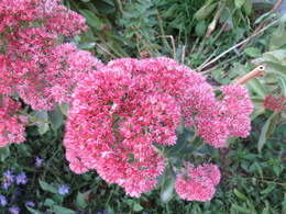 Sedum