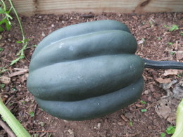 Acorn Squash