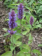 Agastache