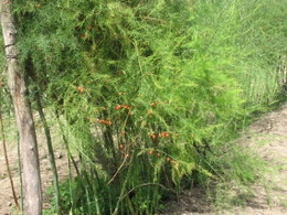 Female Asparagus Plants