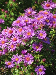 Aster