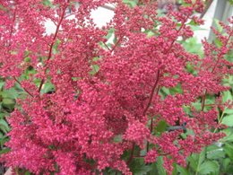 Astilbe