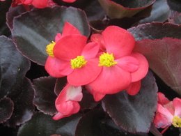 Begonia