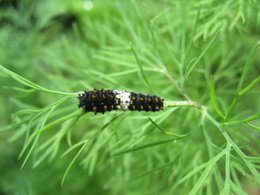 Black Swallowtail Larvae
