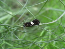 Black Swallowtail caterpillar