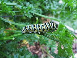 Black Swallowtail caterpillar