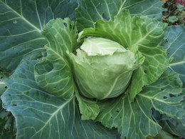 Cabbage