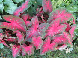 Caladium