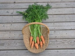 Carrots