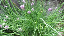 Chives