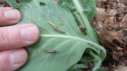 Cross-Striped Caterpillar