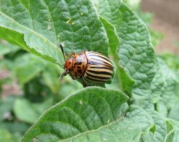 Colorado Potato Beetle Adult