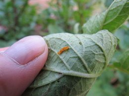 Colorado Potato Beetle Eggs