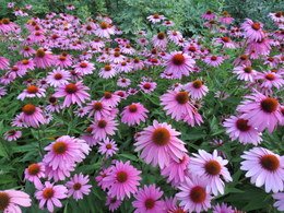 Coneflower