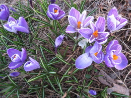 Crocus