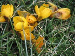 Crocus