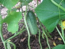 Cucumber