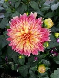 Dahlia