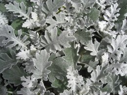 Dusty Miller