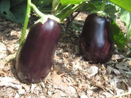 Eggplant 'Black Beauty'