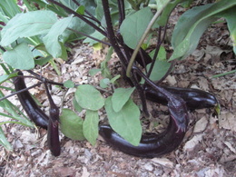 Eggplant 'Ichiban'