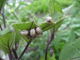 False Potato Beetle