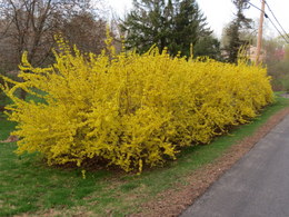 Forsythia