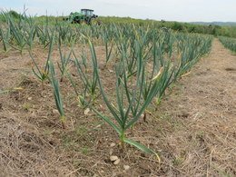 Garlic Field