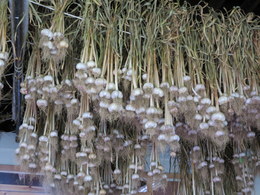 Garlic Drying