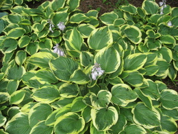 Hosta