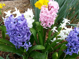 Hyacinth