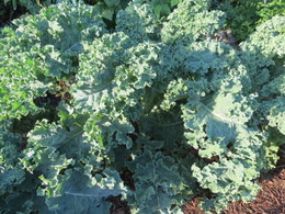 Kale