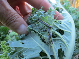 Cross-Striped Cabbage Worm