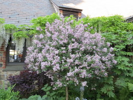 Lilac Tree