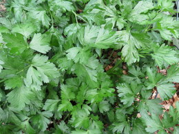 Parsley