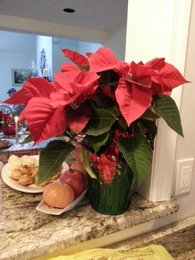 poinsettia134608.jpg