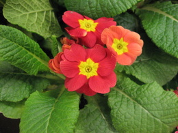 Primrose