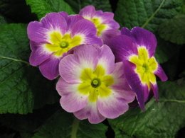 Primrose